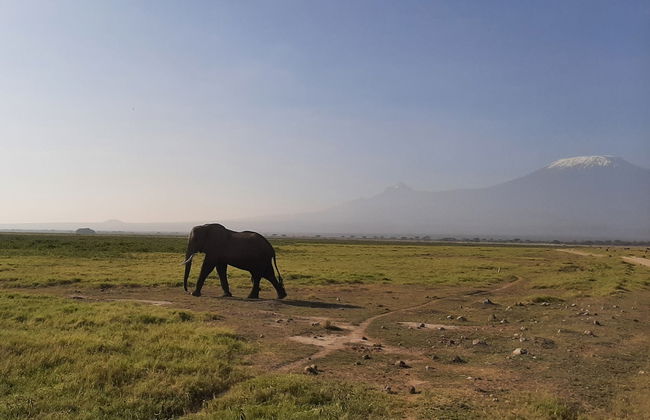 2-Day Amboseli National Park Private Safari - Photo 4