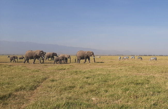 2-Day Amboseli National Park Private Safari - Photo 2