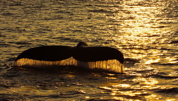 Observation de cétacés au coucher de soleil - Photo 2