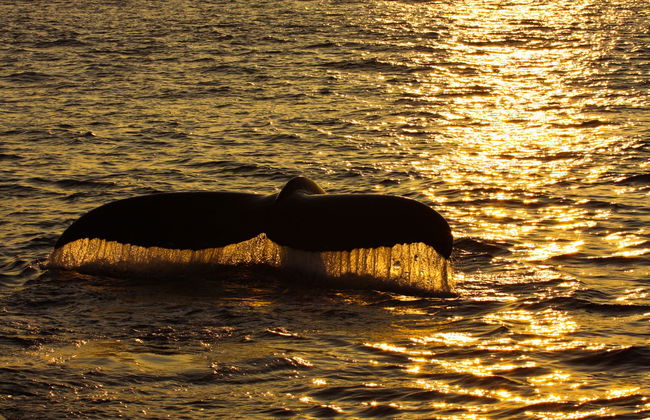 Whale Watching Sunset Cruise - Foto 3