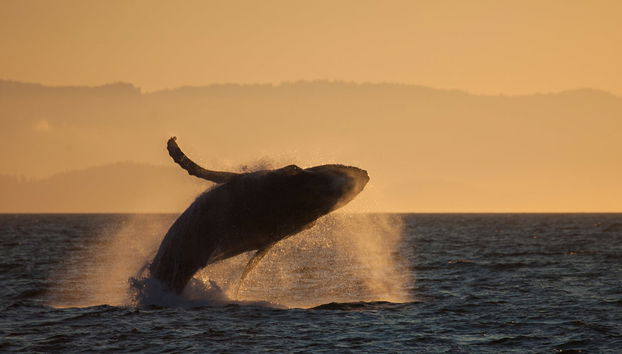 Observation de cétacés au coucher de soleil - Photo 3