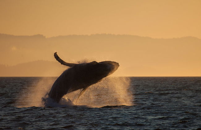 Whale Watching Sunset Cruise - Foto 5
