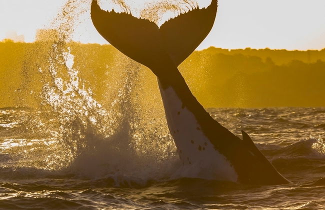 Whale Watching Sunset Cruise - Foto 1