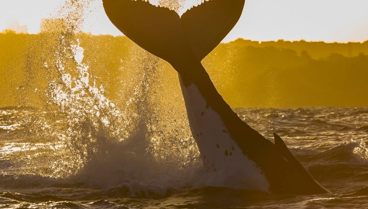 Observation de cétacés au coucher de soleil - Photo 1