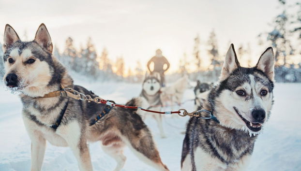 Tour completo di Rovaniemi - Foto 4