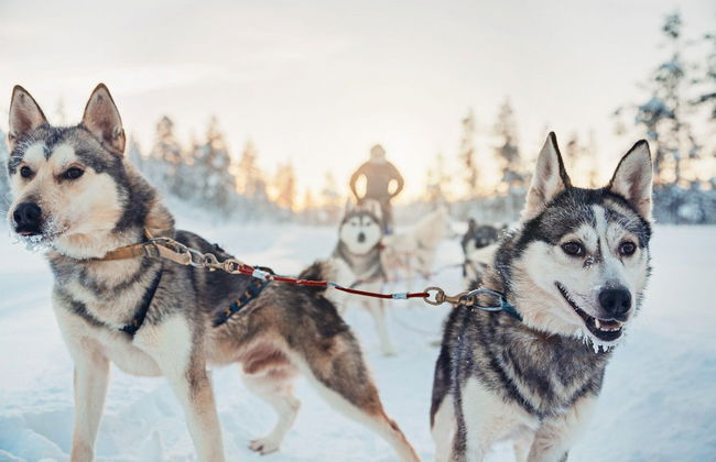 Visite complète de Rovaniemi - Photo 4