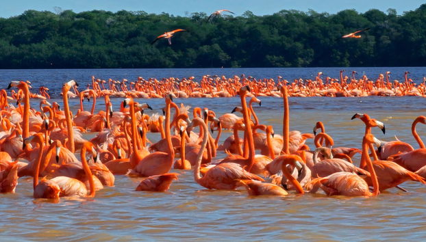 Celestún Day Trip - Foto 2