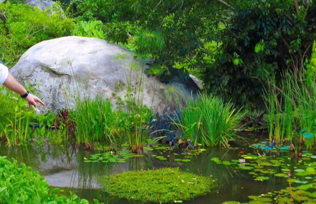Tour por el Jardín Botánico de Acapulco - Foto 6