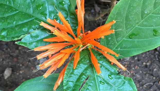 Visite du Jardin Botanique d’Acapulco - Photo 2