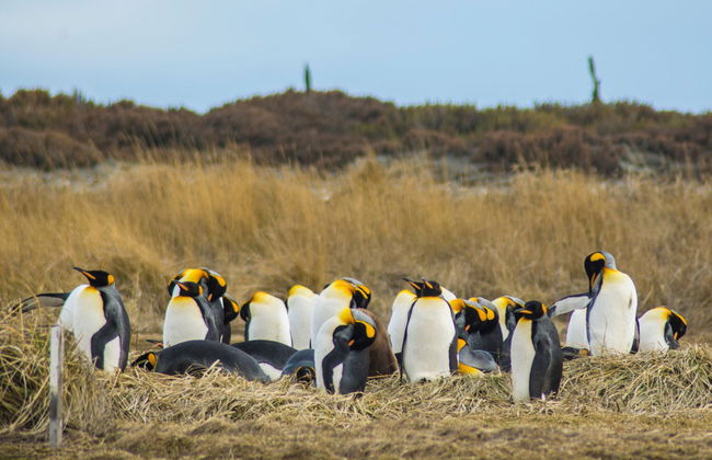 Excursión a la isla Tierra del Fuego - Foto 3