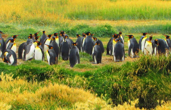 Excursión a la isla Tierra del Fuego - Foto 8