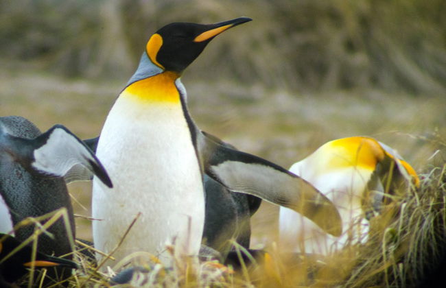 Excursión a la isla Tierra del Fuego - Foto 7