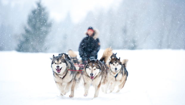Balade en traîneau tiré par des huskies - Photo 2