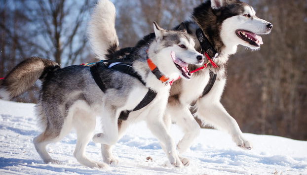 Balade en traîneau tiré par des huskies - Photo 4