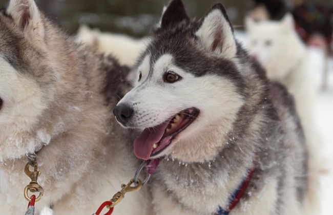 Paseo en trineo de perros husky - Foto 4