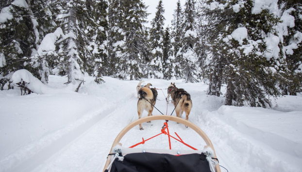 Balade en traîneau tiré par des huskies - Photo 3