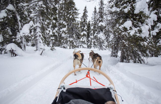 Balade en traîneau tiré par des huskies - Photo 3