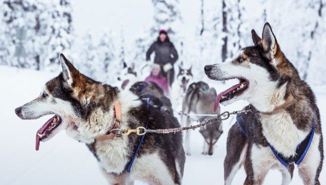 Balade en traîneau tiré par des huskies - Photo 1