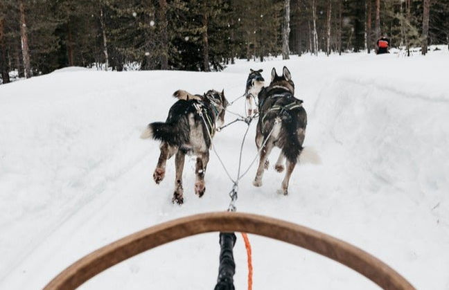 Paseo en trineo de perros husky - Foto 3