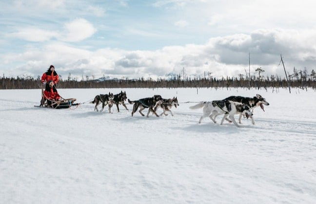 Balade en traîneau tiré par des huskies - Photo 5