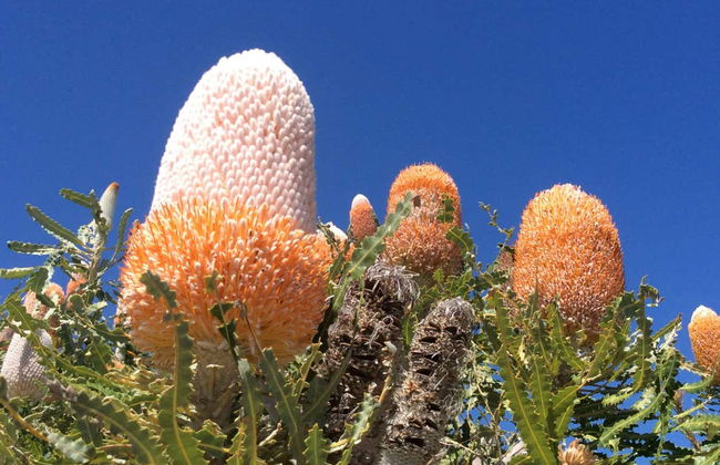Excursión al desierto de los Pináculos - Foto 3