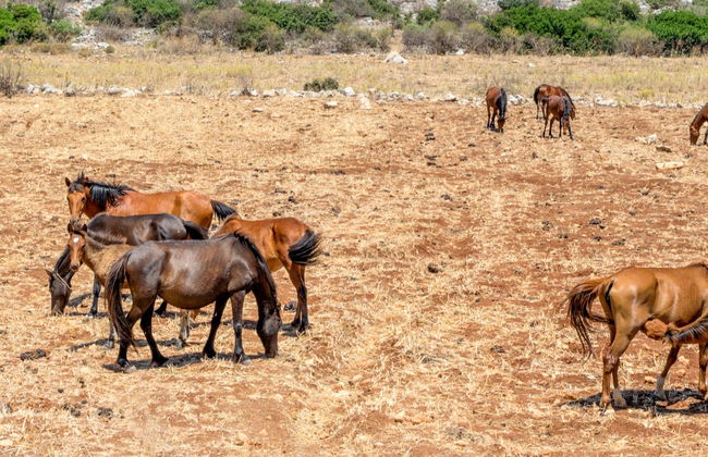 Paseo a caballo por Marmaris - Foto 5