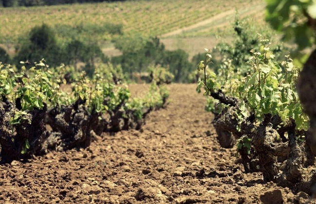 Visite du domaine viticole Balcona - Photo 2