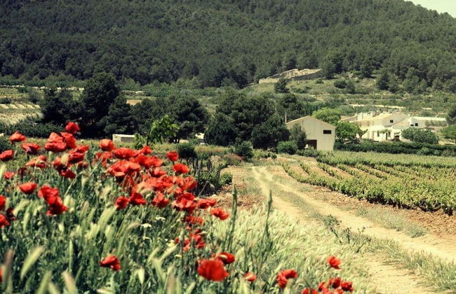 Visite du domaine viticole Balcona - Photo 3