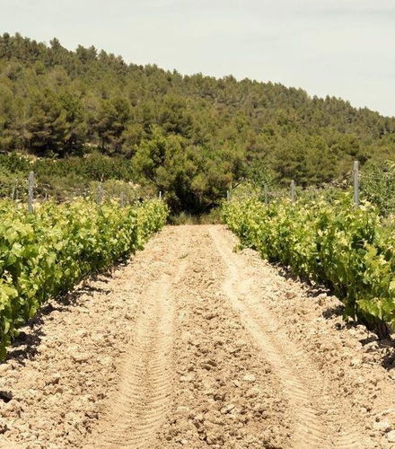 Foto de Visita a la bodega Balcona