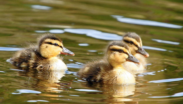 Tour por el Distrito de los Lagos - Foto 3
