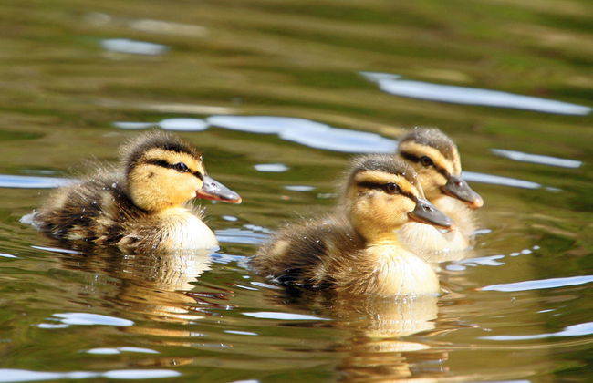 Tour por el Distrito de los Lagos - Foto 3