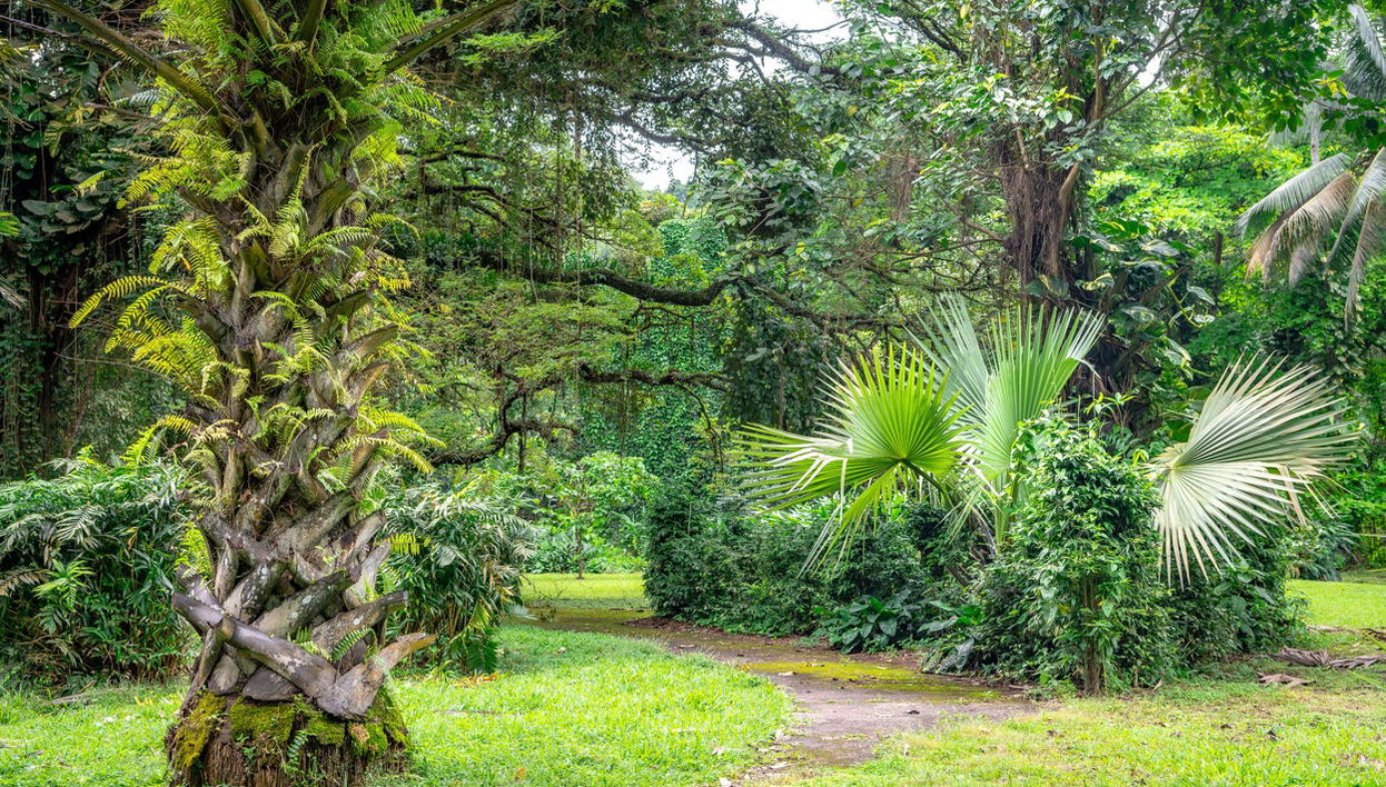 Excursión a Limbe - Foto 1
