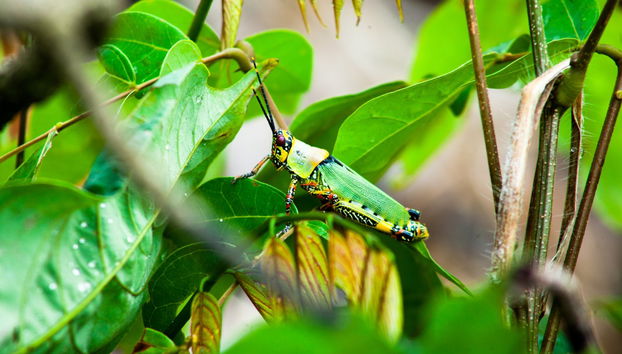 Excursión a Limbe - Foto 4