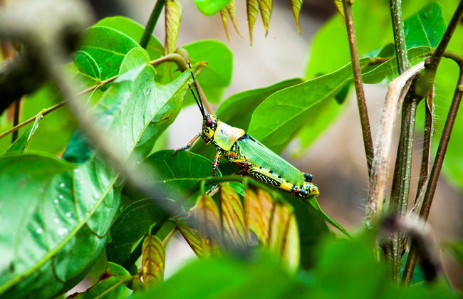 Excursión a Limbe - Foto 4