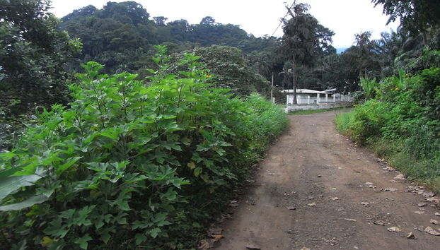 Excursión a Limbe - Foto 2