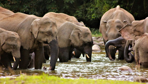 Tour privado en 4x4 por las cascadas de Munnar - Foto 2