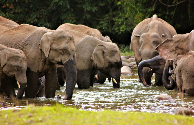 Tour privado en 4x4 por las cascadas de Munnar - Foto 2