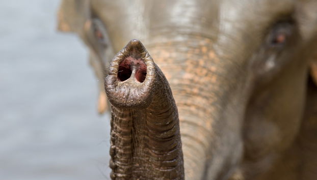 Excursión privada al mirador de elefantes de Anakulam - Foto 5