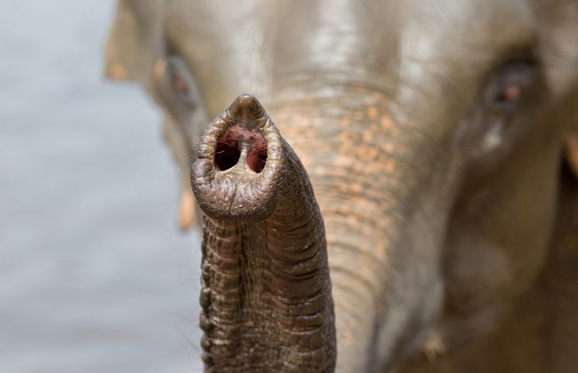 Excursión privada al mirador de elefantes de Anakulam - Foto 5