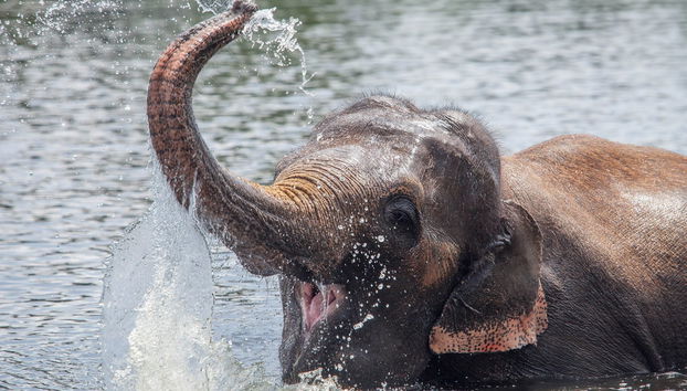 Excursión privada al mirador de elefantes de Anakulam - Foto 4