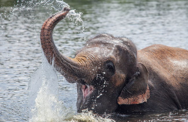 Excursión privada al mirador de elefantes de Anakulam - Foto 4