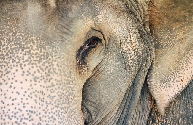 Excursión privada al mirador de elefantes de Anakulam - Foto 1