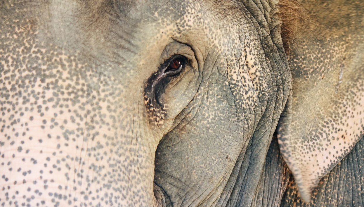 Excursión privada al mirador de elefantes de Anakulam - Foto 1