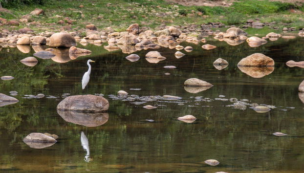 Excursión privada al mirador de elefantes de Anakulam - Foto 3