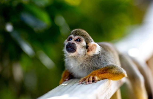 Excursion à Monkeyland - Photo 10
