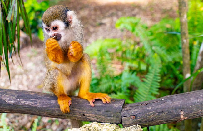 Monkeyland Trip - Foto 4