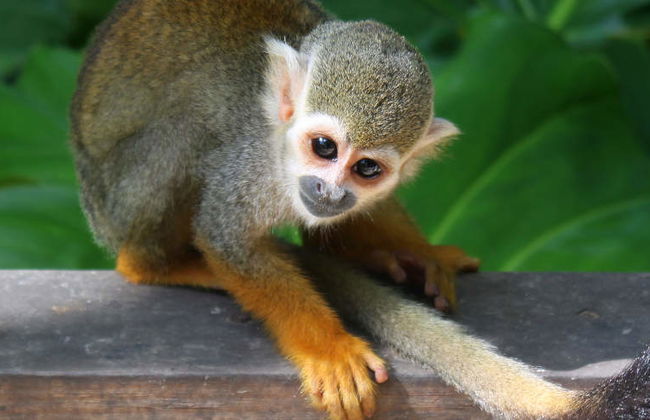 Monkeyland Trip - Foto 11