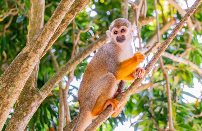Monkeyland Trip - Foto 5