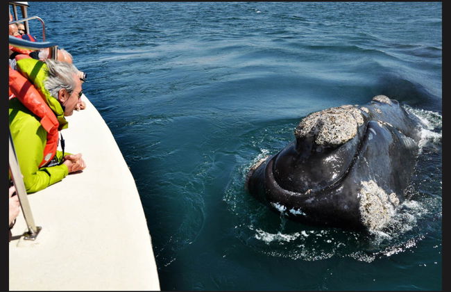 Observation de baleines dans la Péninsule Valdés - Photo 1