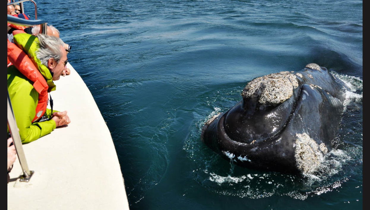Observation de baleines dans la Péninsule Valdés - Photo 1